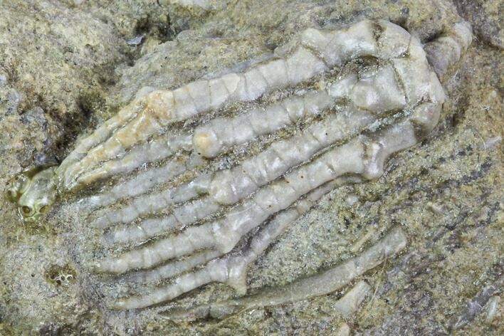 Fossil Crinoid (Dasciocrinus) on Rock - Alabama #102981